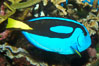 Palette surgeonfish. Image #08665