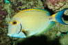 Eyestripe surgeonfish. Image #08717