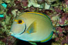 Eyestripe surgeonfish. Image #08721