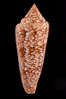 Glory of the Sea cone shell, gold form.  The Glory of the Sea cone shell, once one of the rarest and most sought after of all seashells, remains the most famous and one of the most desireable shells for modern collectors. Image #08728