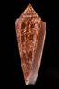 Glory of the Sea cone shell, brown form.  The Glory of the Sea cone shell, once one of the rarest and most sought after of all seashells, remains the most famous and one of the most desireable shells for modern collectors. Image #08732