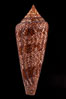 Glory of the Sea cone shell, brown form.  The Glory of the Sea cone shell, once one of the rarest and most sought after of all seashells, remains the most famous and one of the most desireable shells for modern collectors. Image #08733