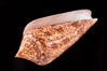 Glory of the Sea cone shell, brown form.  The Glory of the Sea cone shell, once one of the rarest and most sought after of all seashells, remains the most famous and one of the most desireable shells for modern collectors. Image #08735