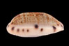 Translucent Tapering Cowrie. Image #08747