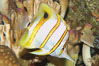 Copperband butterflyfish. Image #08809
