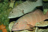 Squaretail coralgrouper (upper) and spotted coralgrouper (lower). Image #08836