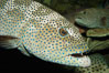 Squaretail coralgrouper. Image #08839