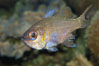 Threadfin cardinalfish. Image #08880