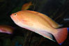 Stocky anthias, male coloration. Image #08897
