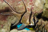Banggai Cardinalfish.  Once thought to be found at Banggai Island near Sulawesi, Indonesia, it has recently been found at Lembeh Strait and elsewhere.  The male incubates the egg mass in his mouth, then shelters a brood of 10-15 babies in his mouth after they hatch, the only fish known to exhibit this behaviour.  Unfortunately, the aquarium trade is threatening the survival of this species in the wild. Image #08902