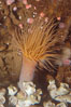Tube anemone. Image #08937