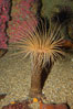 Tube anemone. Image #08939