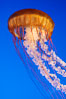 Sea nettles. Image #08954