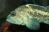 China rockfish. Image #08977