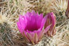Springtime bloom of the hedgehog cactus (or calico cactus). Joshua Tree National Park, California, USA. Image #09085