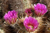 Springtime bloom of the hedgehog cactus (or calico cactus). Joshua Tree National Park, California, USA. Image #09088