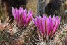 Springtime bloom of the hedgehog cactus (or calico cactus). Joshua Tree National Park, California, USA. Image #09091
