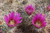 Springtime bloom of the hedgehog cactus (or calico cactus). Joshua Tree National Park, California, USA. Image #09092