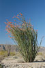 Ocotillo ablaze with springtime flowers. Ocotillo is a dramatic succulent, often confused with cactus, that is common throughout the desert regions of American southwest. Joshua Tree National Park, California, USA. Image #09161