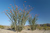 Ocotillo ablaze with springtime flowers. Ocotillo is a dramatic succulent, often confused with cactus, that is common throughout the desert regions of American southwest. Joshua Tree National Park, California, USA. Image #09162