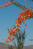 Flower detail on a blooming Ocotillo, springtime. Joshua Tree National Park, California, USA. Image #09164