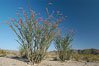 Ocotillo ablaze with springtime flowers. Ocotillo is a dramatic succulent, often confused with cactus, that is common throughout the desert regions of American southwest. Joshua Tree National Park, California, USA. Image #09165