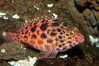 Coral hawkfish. Punte Vicente Roca. Image #09228