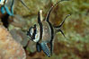 Banggai Cardinalfish.  Once thought to be found at Banggai Island near Sulawesi, Indonesia, it has recently been found at Lembeh Strait and elsewhere.  The male incubates the egg mass in his mouth, then shelters a brood of 10-15 babies in his mouth after they hatch, the only fish known to exhibit this behaviour.  Unfortunately, the aquarium trade is threatening the survival of this species in the wild. Image #09232