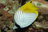 Threadfin butterflyfish. Image #09291