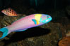 Cortez rainbow wrasse, terminal male phase sometimes referred to as supermale. Image #09298