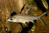 Bala shark, a freshwater fish native to the rivers of Thailand, Borneo and Sumatra, grows to about 14 inches long. Image #09323