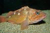 Starry rockfish. Image #09354