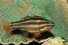 Sevenstriped cardinalfish. Image #09360