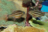 Sevenstriped cardinalfish. Image #09363