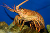 Spiny lobster. California, USA. Image #09432