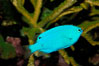Sapphire devil (blue damselfish), female/juvenile coloration. Image #09457