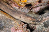 Moray eel in rock crevice. Guadalupe Island (Isla Guadalupe), Baja California, Mexico. Image #09582