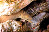 Moray eel in rock crevice. Guadalupe Island (Isla Guadalupe), Baja California, Mexico. Image #09584