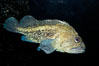 China rockfish. Image #09841