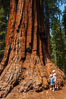 Young hikers are dwarfed by the trunk of an enormous Sequoia tree. Giant Forest, Sequoia Kings Canyon National Park, California, USA. Image #09879