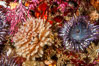 Feather duster worm (left) and aggregating sea anemone (right). Santa Barbara Island, California, USA. Image #10161