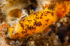 Nudibranch. San Nicholas Island, California, USA. Image #10188