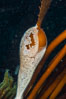 Encrusting bryozoans colonize a giant kelp pneumatocyst (bubble).  Approximately 3 inches (8cm). San Nicholas Island, California, USA. Image #10209