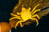 Northern kelp crab crawls amidst kelp blades and stipes, midway in the water column (below the surface, above the ocean bottom) in a giant kelp forest. San Nicholas Island, California, USA. Image #10223