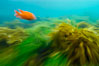 A garibaldi fish (orange), surf grass (green) and palm kelp (brown) on the rocky reef -- all appearing blurred in this time exposure -- are tossed back and forth by powerful ocean waves passing by above.  San Clemente Island. California, USA. Image #10238