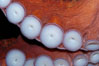Tentacles (arms) and white disc-like suckers of a Giant Pacific Octopus.  The Giant Pacific Octopus arms can reach 16 feet from tip to tip, and the animal itself may weigh up to 600 pounds.  It ranges from Alaska to southern California. Image #10281