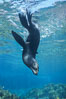 Guadalupe fur seal. Guadalupe Island (Isla Guadalupe), Baja California, Mexico. Image #10359