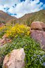 Brittlebush (yellow) and wild heliotrope (blue) bloom in spring, Palm Canyon. Anza-Borrego Desert State Park, Borrego Springs, California, USA. Image #10465