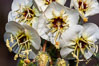 Brown-eyed primrose blooms in spring in the Colorado Desert following heavy winter rains.  Anza Borrego Desert State Park. Anza-Borrego Desert State Park, Borrego Springs, California, USA. Image #10523