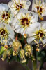Brown-eyed primrose blooms in spring in the Colorado Desert following heavy winter rains.  Anza Borrego Desert State Park. Anza-Borrego Desert State Park, Borrego Springs, California, USA. Image #10524